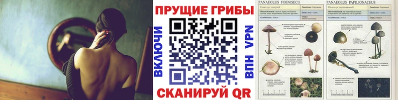 Псилоцибиновые грибы Psilocybine cubensis  Купить закладки  Октябрьск 